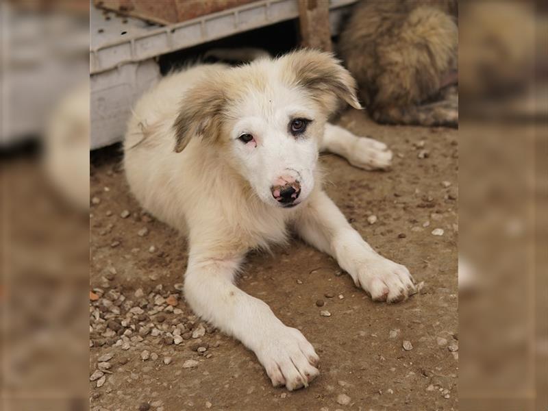 Eika, geb. ca. 02/2023, lebt in GRIECHENLAND, im städt. Tierheim Serres