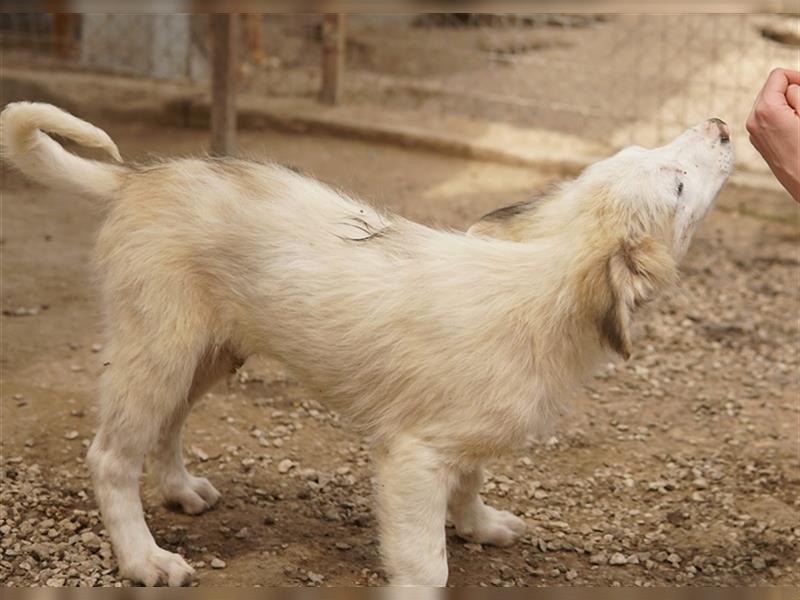 Eika, geb. ca. 02/2023, lebt in GRIECHENLAND, im städt. Tierheim Serres