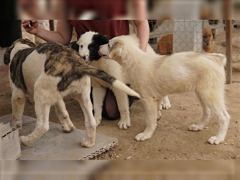 Eika, geb. ca. 02/2023, lebt in GRIECHENLAND, im städt. Tierheim Serres