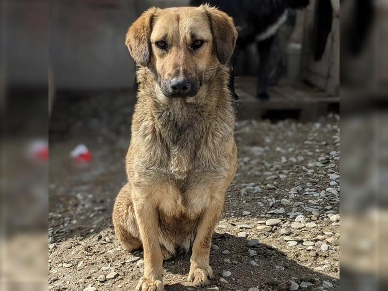 Ajala möchte endlich den Tierheimalltag hinter sich lassen