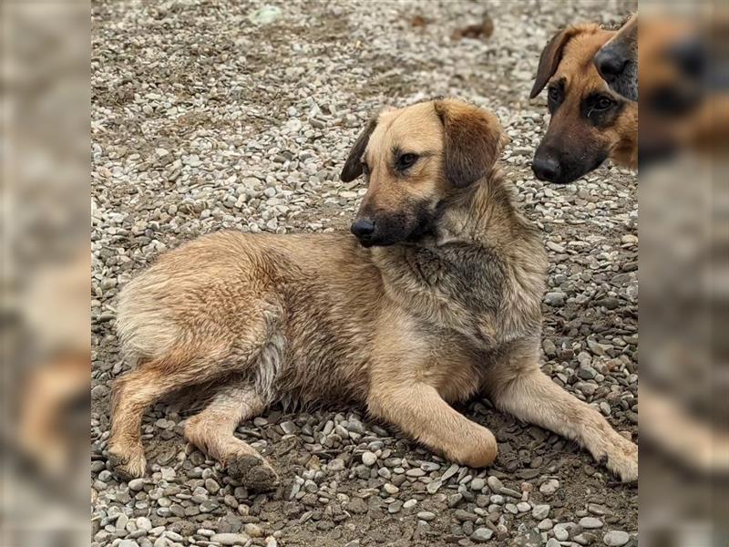 Ajala möchte endlich den Tierheimalltag hinter sich lassen