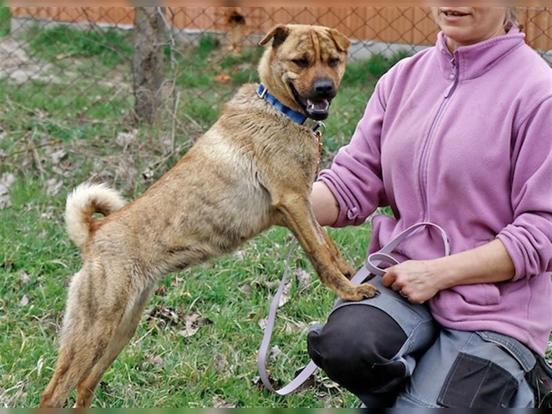 Titania, verschmustes Hundemädchen, ca. 1 Jahr, ca. 44 cm, 10 kg