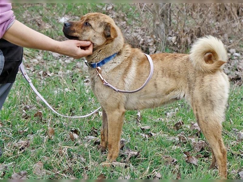 Titania, verschmustes Hundemädchen, ca. 1 Jahr, ca. 44 cm, 10 kg