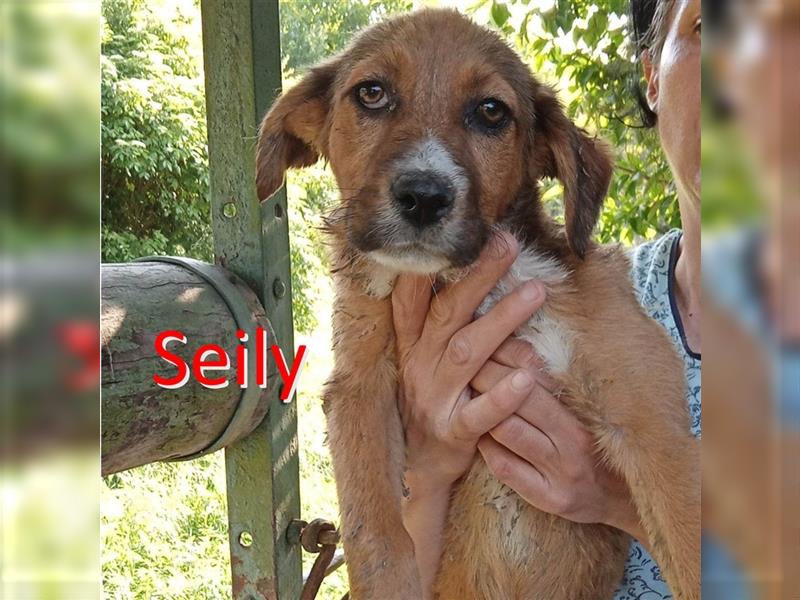 SEILY ❤ sucht Zuhause oder Pflegestelle