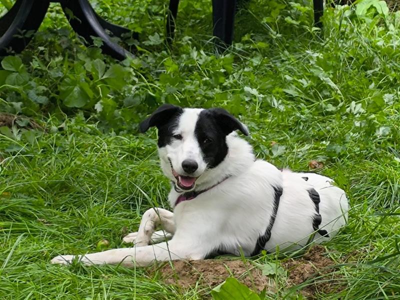 Junghündin Cora, 11 Monate, auf der Suche nach ihren Menschen