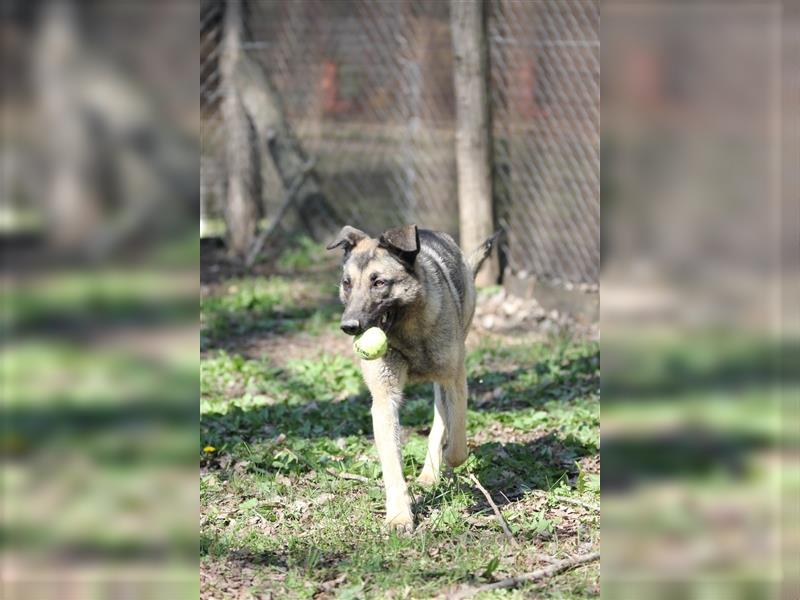 Nayelli - Schöne Schäferhund-Mix Hündin, abgemagert und verwahrlost am Waldrand gefunden