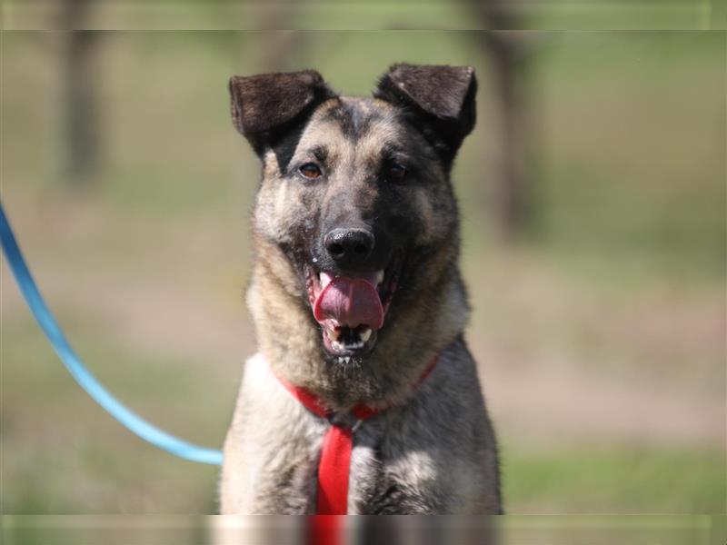 Nayelli - Schöne Schäferhund-Mix Hündin, abgemagert und verwahrlost am Waldrand gefunden