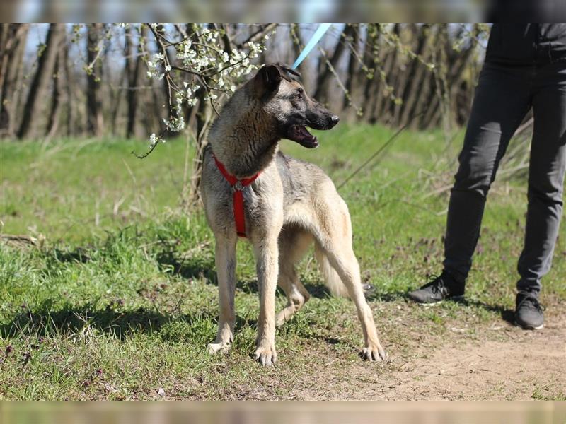 Nayelli - Schöne Schäferhund-Mix Hündin, abgemagert und verwahrlost am Waldrand gefunden