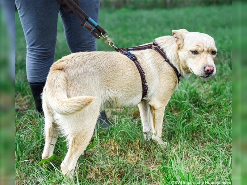 Katie, 09.2023 geboren, 50cm sucht einen Platz bei einer tollen Familie