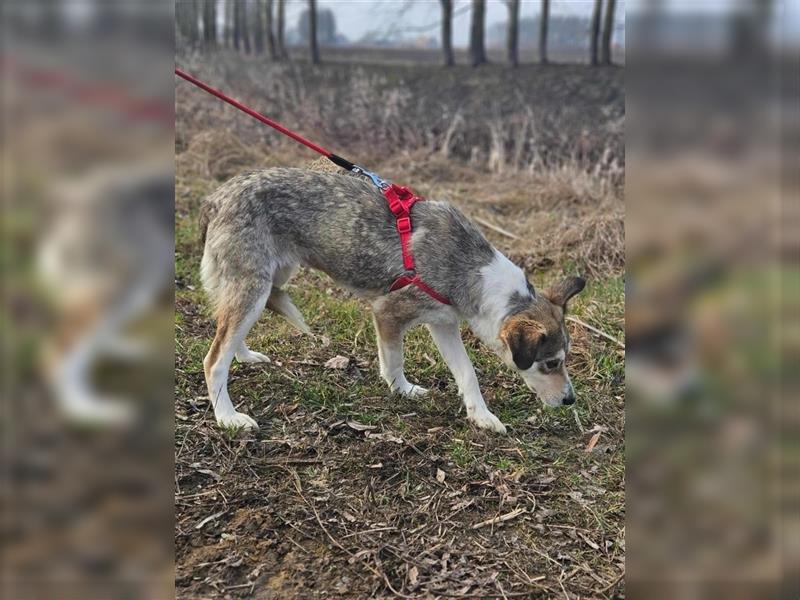 Paige 03.2024 geb., 47 cm môchte gemeinsam mit dir viel kennenlernen