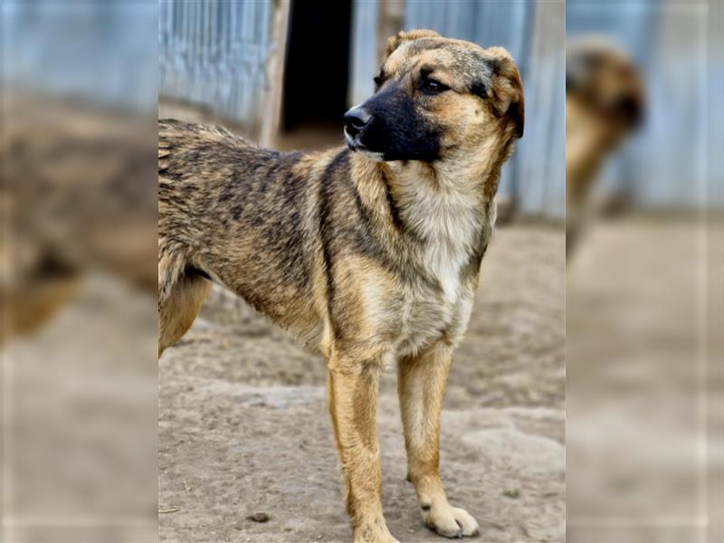 BETTY sucht nette Familie