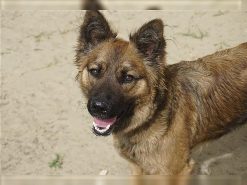 Kici Schäferhundmischlingshündin ca. 1 Jahr alt in Ungarn
