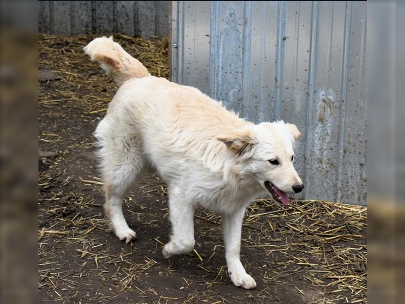 FOXY - weiße Schönheit sucht Körbchen