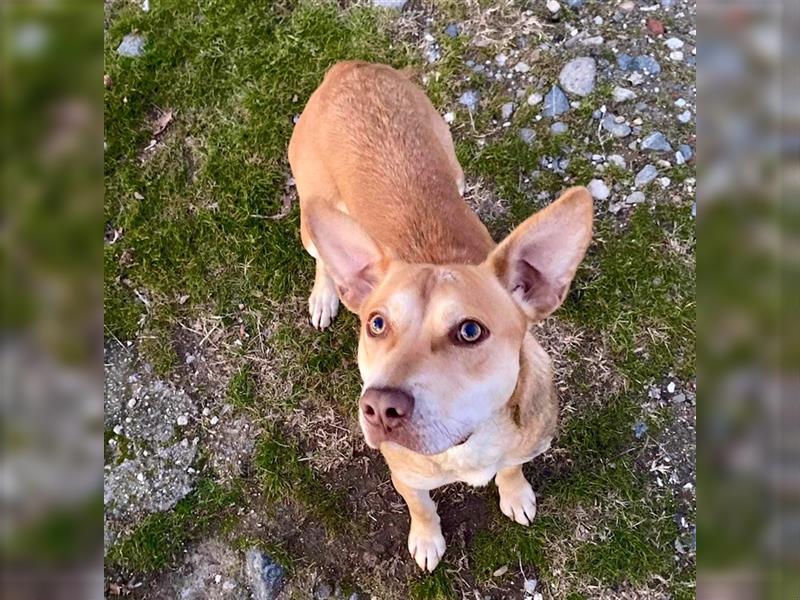 Thera, geb. ca. 02/2023, lebt in GRIECHENLAND, auf einem Gelände, auf dem die Hunde notdürftig verso