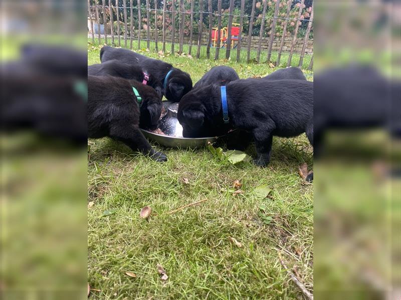 Labrador x Großer Schweizer Sennenhund Welpen suchen ein liebevolles Zuhause