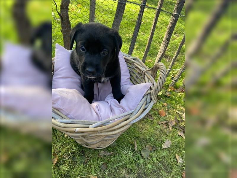 Labrador x Großer Schweizer Sennenhund Welpen suchen ein liebevolles Zuhause