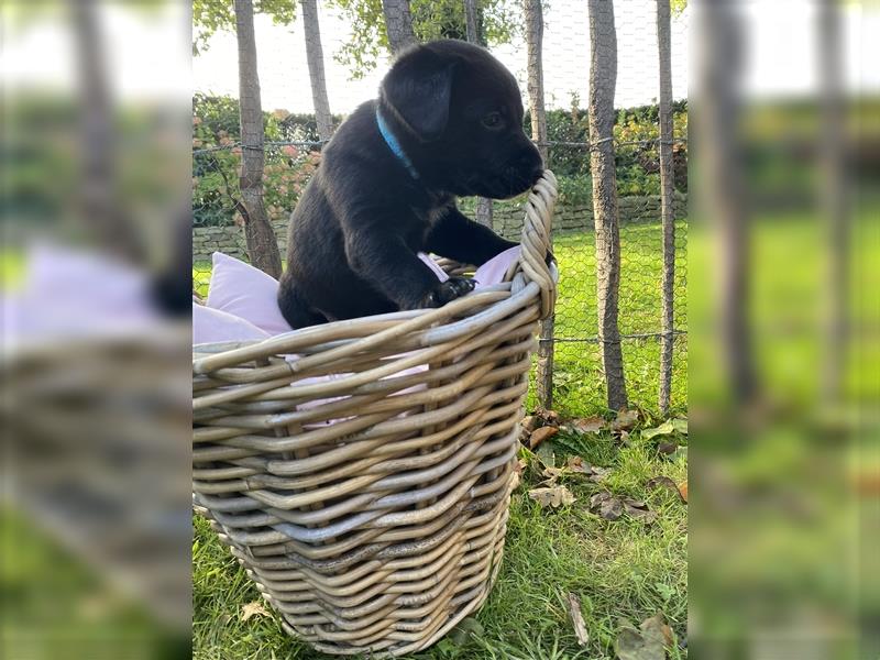 Labrador x Großer Schweizer Sennenhund Welpen suchen ein liebevolles Zuhause