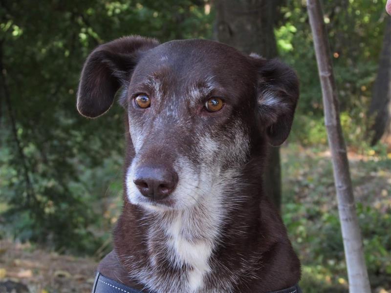 Choco - findet die fitte Labbimixseniorin noch ein liebevolles Plätzchen?