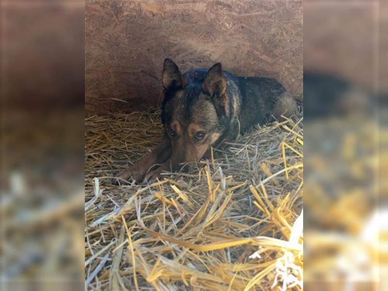 Theo - sucht ein geduldiges Zuhause in dem er auftauen kann