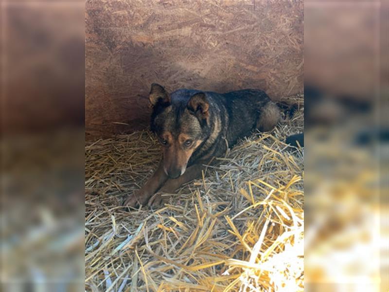 Theo - sucht ein geduldiges Zuhause in dem er auftauen kann