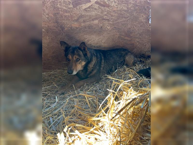 Theo - sucht ein geduldiges Zuhause in dem er auftauen kann