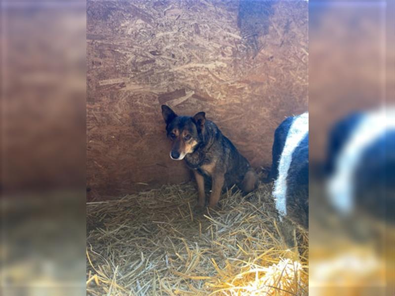 Theo - sucht ein geduldiges Zuhause in dem er auftauen kann