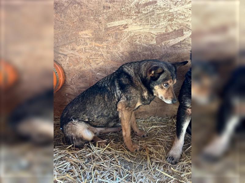 Theo - sucht ein geduldiges Zuhause in dem er auftauen kann