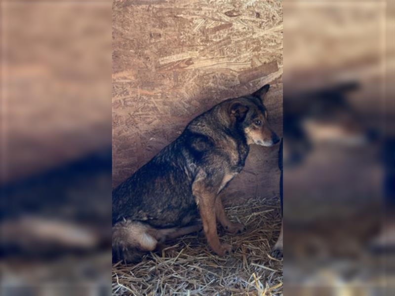 Theo - sucht ein geduldiges Zuhause in dem er auftauen kann