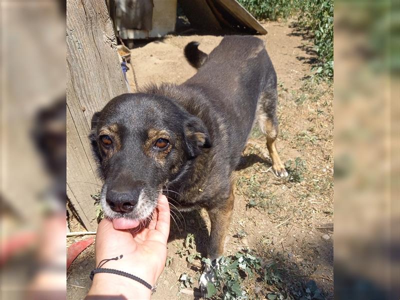 FETITA - arme Hundeseele - sucht DRINGEND ein liebevolles Zuhause für immer!