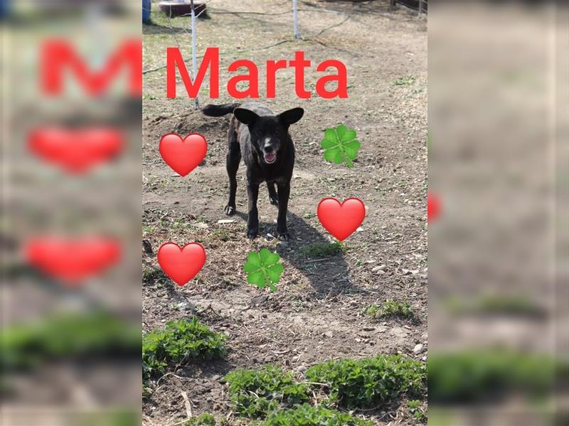 Traumhündin Marta 40cm, möchte Rumänien ganz schnell verlassen