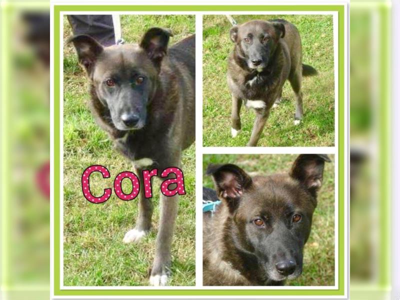 Cora spielt gerne mit anderen Hunden