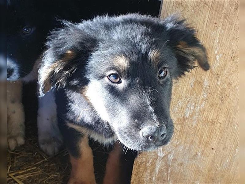 Kleine, schüchterne Vaiana = sucht Liebe und Treue