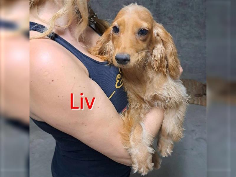 LIV ❤ sucht Zuhause oder Pflegestelle