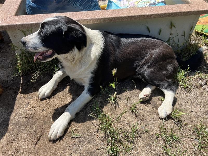 Panda sucht ein Zuhause