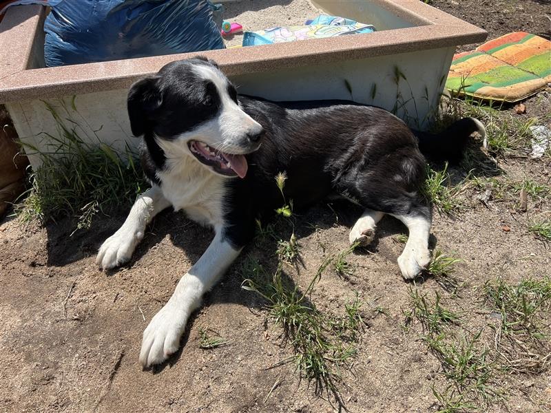 Panda sucht ein Zuhause