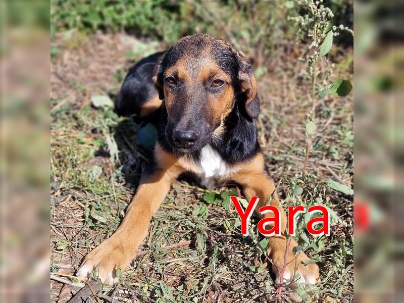 YARA ❤ EILIG!sucht Zuhause oder Pflegestelle