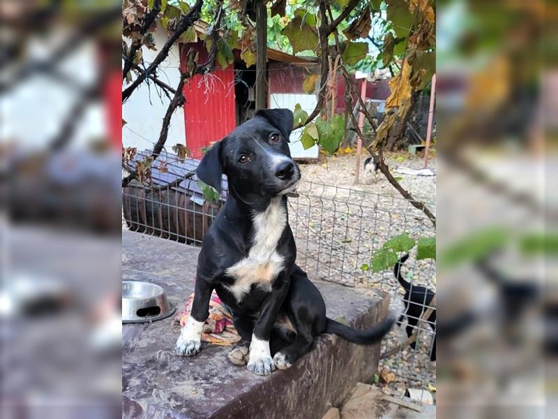 CARA - süßes Hundemädel sucht ihr Traumzuhause