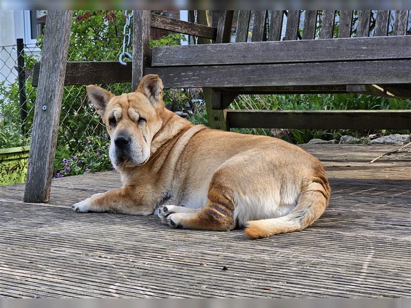 Shar-Pei-Mix Seniorin Ronja sucht dringend ein neues Zuhause