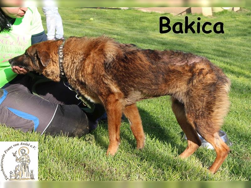 Bakica - Hundeomi mit viel Charme