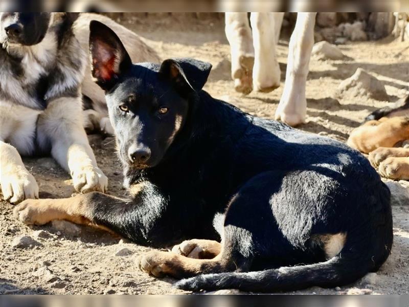 Hilda, aufgeschlossen, neugierig und gut sozialisiert