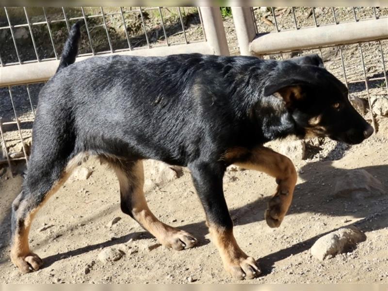 Hilda, aufgeschlossen, neugierig und gut sozialisiert