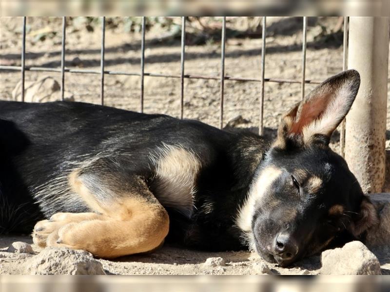 Lana, neugierig, verspielt und freundlich