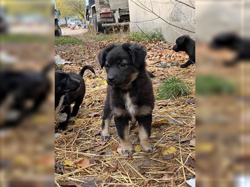 ROMINA kleines Hundebaby mit Geschwistern von der Straße in Lebensnot gerettet