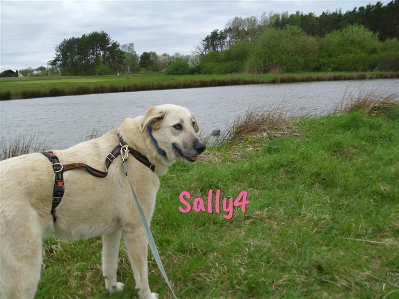 Sally4 01/2022 (in Deutschland) - zutrauliche und liebenswerte, große Hundedame!