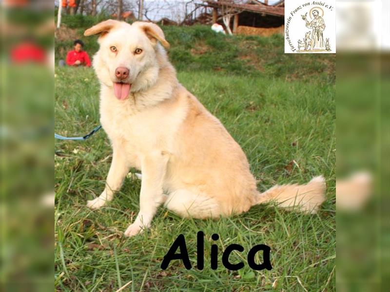 Alica – mit den außergewöhnlichen Augen