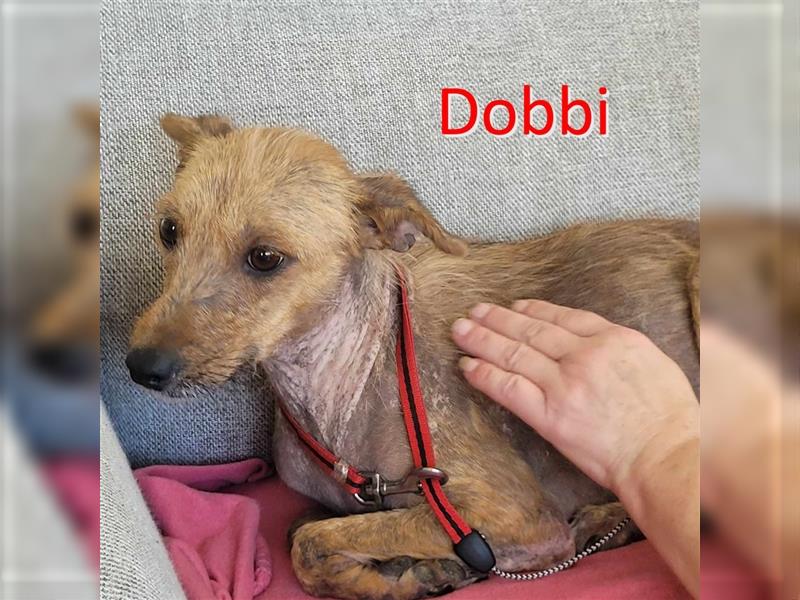 DOBBI ❤  wartet in 41366 Schwalmtal auf Dich