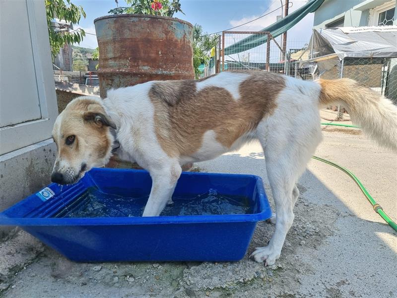 Püppi - bezauberndes, freches und agiles Hundemädchen