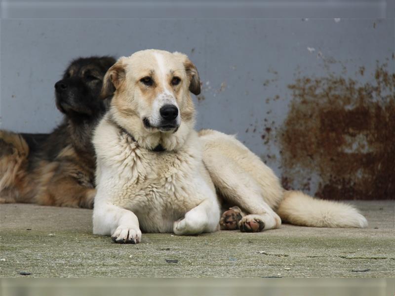 Püppi - bezauberndes, freches und agiles Hundemädchen