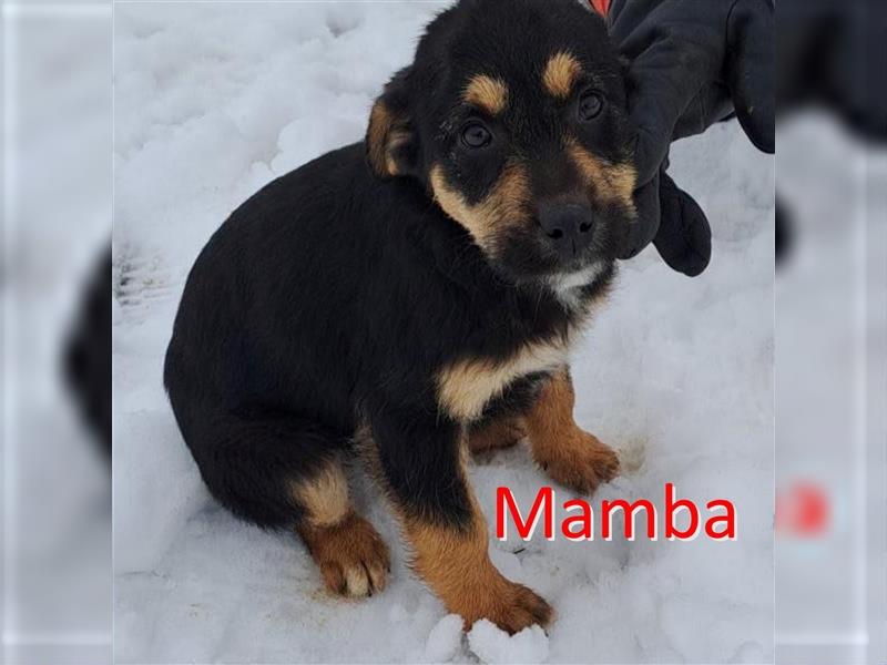 MAMBA ❤ EILIG!  Gesucht: Zuhause oder Pflegestelle