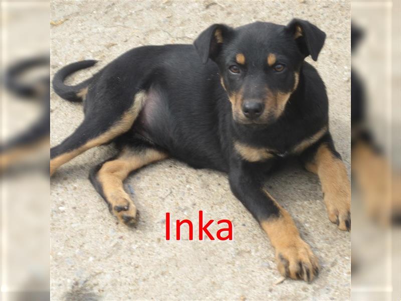 INKA ❤ sucht Zuhause oder Pflegestelle